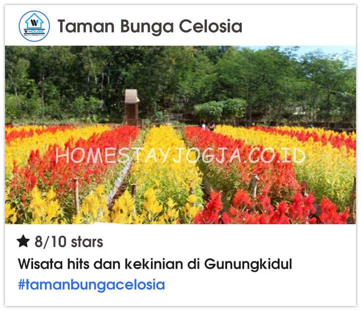 Taman Bunga Celosia Yogyakarta